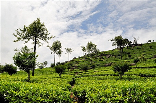 茶园,丘陵地区,斯里兰卡