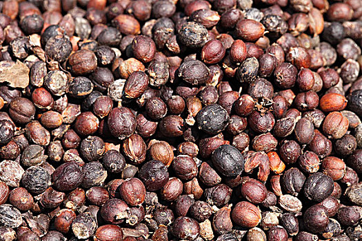 咖啡豆,室外,喀拉拉,印度,南亚,亚洲
