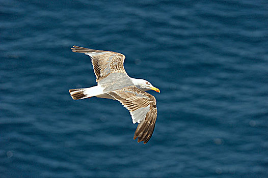 海鸥,飞行,加纳利群岛,西班牙,欧洲