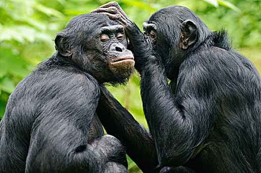 两个,倭黑猩猩,俾格米人,黑猩猩,相互,围挡