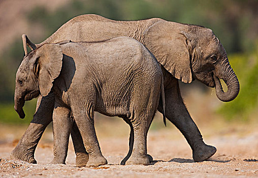 非洲象,幼兽,骷髅海岸,纳米布沙漠,纳米比亚