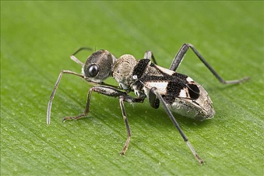 模仿,蚂蚁,异翅亚目,哥斯达黎加