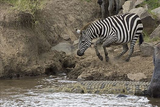 尼罗鳄,白氏斑马,斑马,跳跃,鳄鱼,马赛马拉国家保护区,肯尼亚