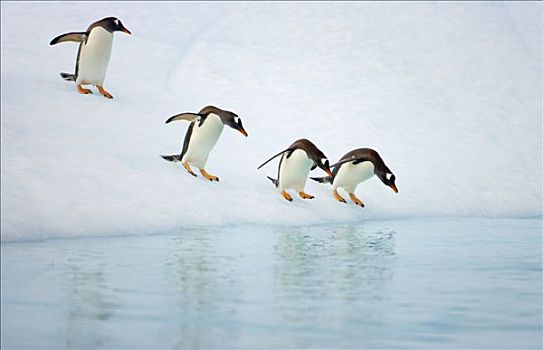 巴布亚企鹅,准备,跃起,海洋,冰山,通道,南极