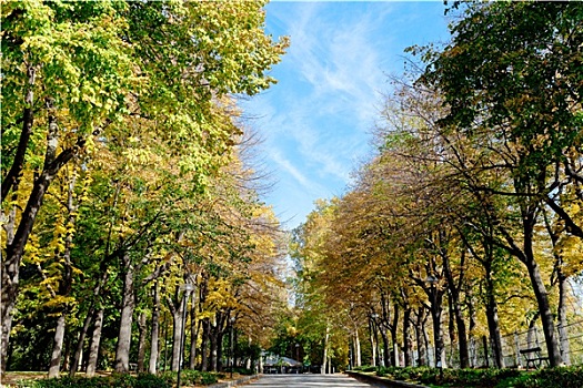 黄色,绿色,秋天,树,蓝天,城市公园