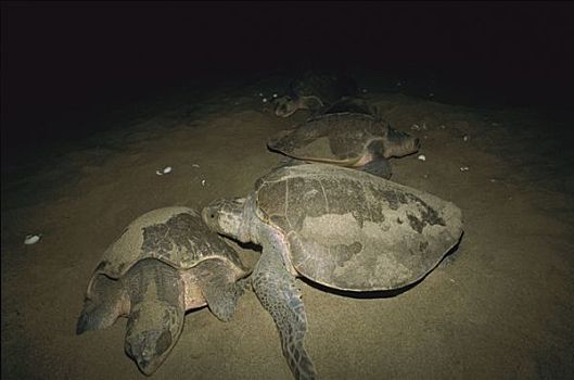 橄榄龟,太平洋丽龟,成年,女性,产卵,鸟窝,海滩,夜晚,太平洋海岸,瓦哈卡,墨西哥