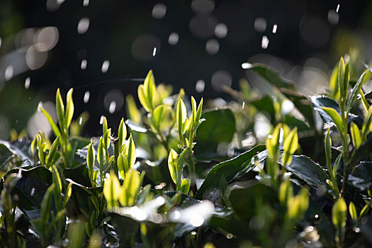 杭州西湖龙井春茶芽逆光