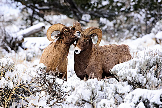 大角羊,公羊,擦,犄角,冬天,风景,国家森林,怀俄明,美国