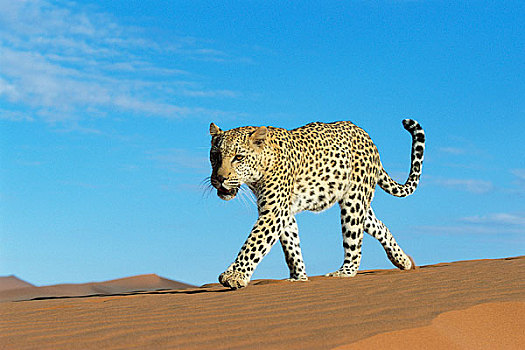 豹,纳米比亚,南非