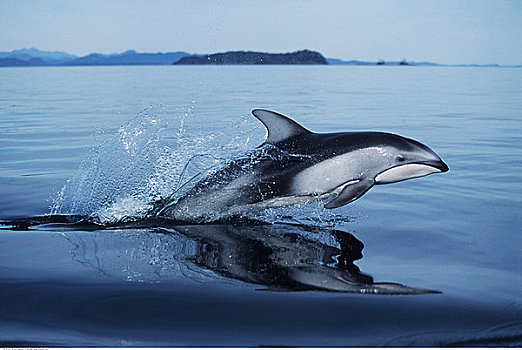 太平洋,白色,海豚,跳跃,水,声音,温哥华岛