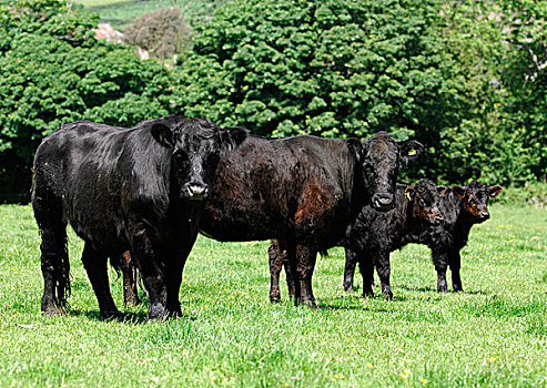 生活,牛,黑色,母牛,站立,草场,靠近,康沃尔,英格兰,英国,欧洲