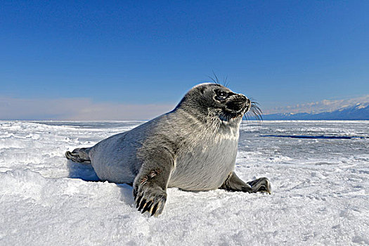 贝加尔湖,海豹,后代,淡水,躺着,冰,冰冻,西伯利亚,俄罗斯,欧洲