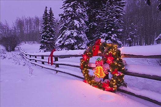 装饰,圣诞树,科罗拉多,冬天