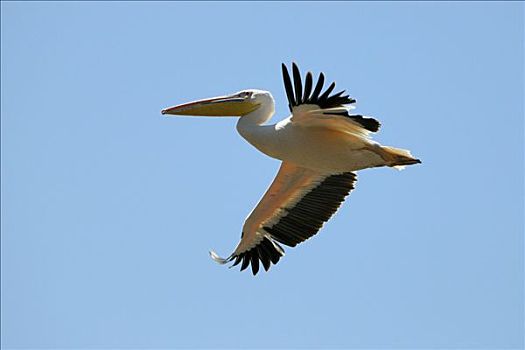 白鹈鹕,飞,纳库鲁湖,国家公园,肯尼亚,东非