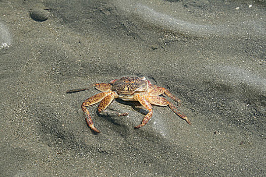 螃蟹,海滩,圣徒,岛屿,只有,一个,著名,旅游景点,孟加拉,小岛,东北方,湾,公里