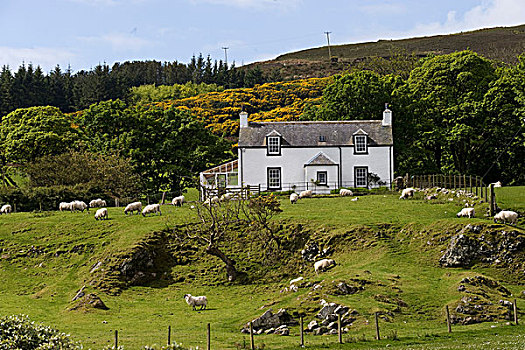 屋舍,绵羊,茂尔岛,苏格兰,英国,欧洲