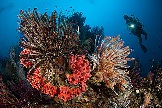潜水,看,四王群岛,遮盖,海百合,印度尼西亚