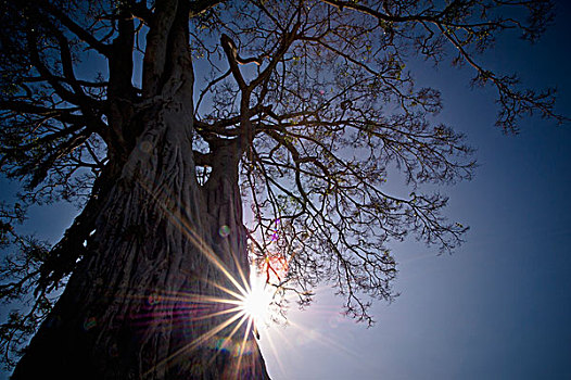 阳光,后面,树干,肯尼亚