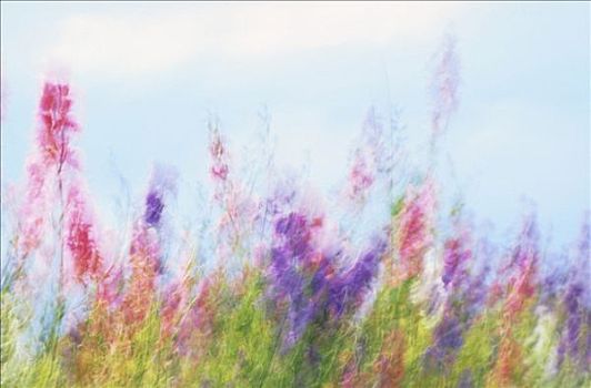 彩色,燕草属植物,风,普罗旺斯,法国