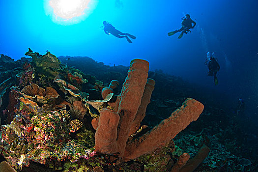 肖像权,潜水,海洋,保存,质朴,礁石,靠近,瓦卡托比,胜地,南,印度尼西亚,亚洲