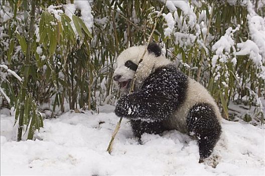 大熊猫,幼兽,卧龙自然保护区,中国