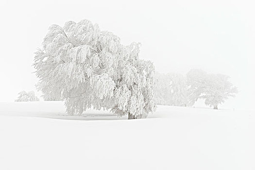 德国,黑森林,欧洲山毛榉,雪,树,冬天