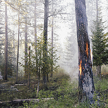控制,树林,燃烧,火,创作,生态系统,普罗旺斯地区艾克斯,右边,状况,再生