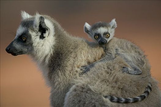 节尾狐猴,狐猴,骑,脆弱,贝伦提私人保护区,马达加斯加