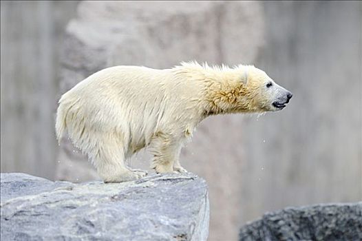 年轻,北极熊,斯图加特,动物园,巴登符腾堡,德国,欧洲