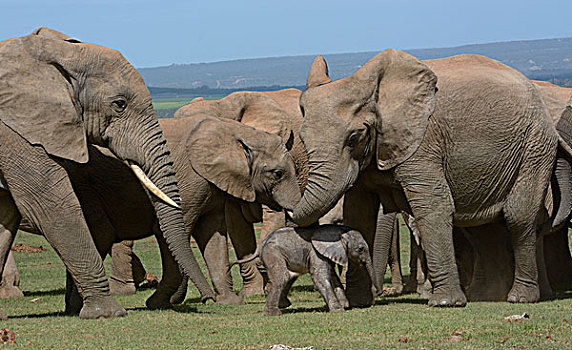 非洲,灌木,大象,非洲象,成年,幼兽,2天大,阿多大象国家公园,东开普省,南非