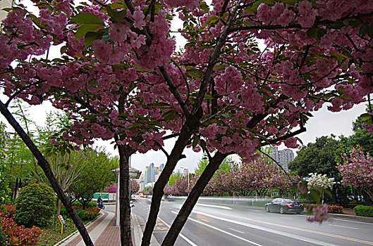 城市道路和樱花