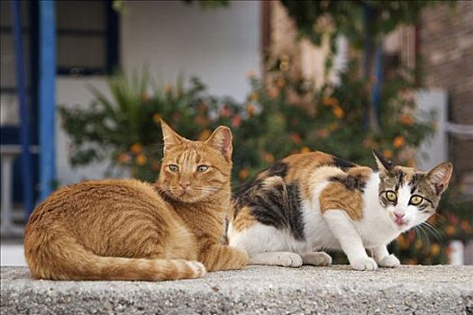 两个,猫,一个,橘子,斑猫,斑纹动物