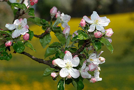 苹果花,苹果树,苹果,莫斯托格,区域,下奥地利州,奥地利,欧洲