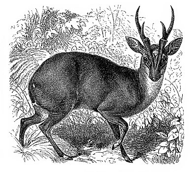 历史,插画,鹿,19世纪,百科全书
