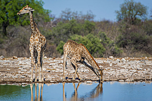 两个,长颈鹿,喝,水坑,埃托沙国家公园,纳米比亚,非洲