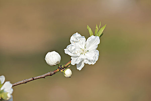 桃花,白色