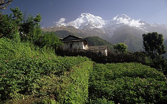 建筑,山,安娜普纳保护区,安娜普纳,山脉,尼泊尔