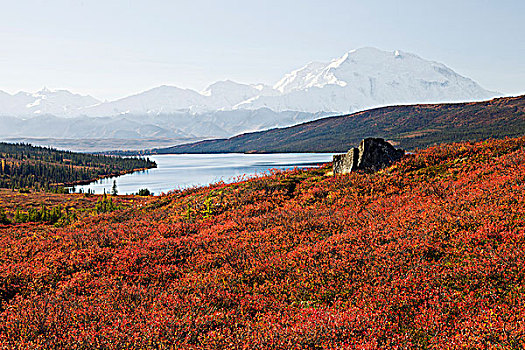 山,麦金利山,旺湖,蓝莓,灌木丛,红色,苔原,室内,阿拉斯加,秋天