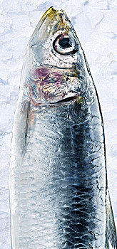 沙丁鱼,冰