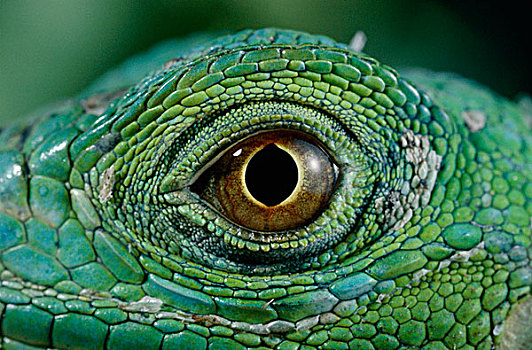 绿鬣蜥,眼