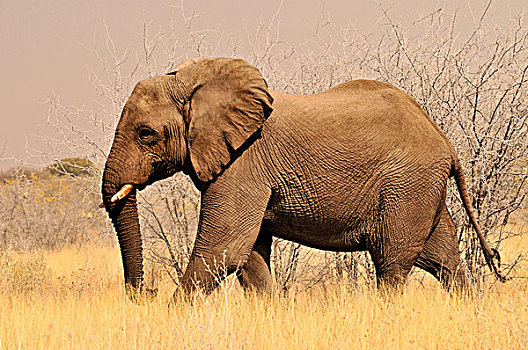 非洲,灌木,大象,非洲象,高,草,埃托沙国家公园,纳米比亚