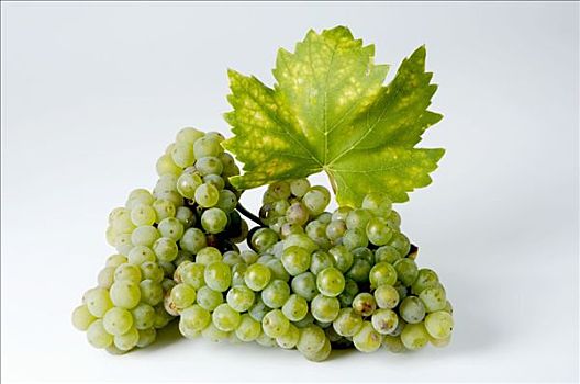 绿葡萄,品种,雷斯林葡萄酒,叶子