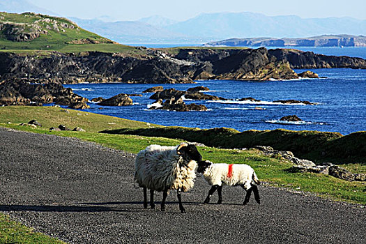 绵羊,阿基尔岛,梅奥县,爱尔兰