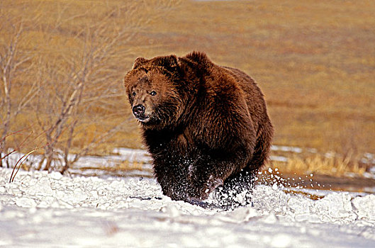 科迪亚克熊,棕熊,雪中,阿拉斯加