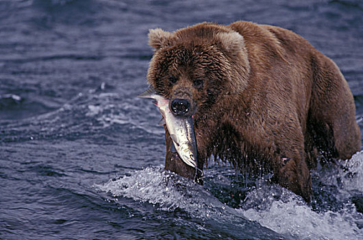 阿拉斯加,棕熊,红大马哈鱼,跑