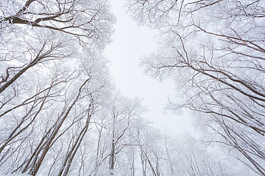 挂满雾凇的槐树林