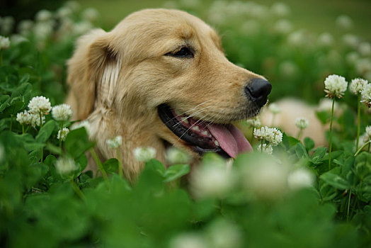花丛中的金毛犬