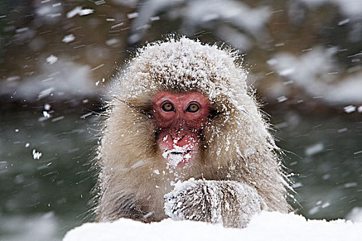 日本猕猴,雪猴,日本