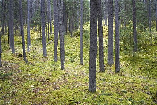 树林,苔藓,班芙国家公园,艾伯塔省,加拿大