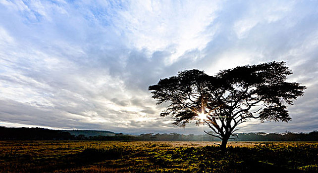 刺槐,纳库鲁湖国家公园,肯尼亚,东非